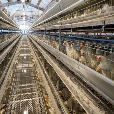 One-Stop Sale of Chicken Farm Equipment