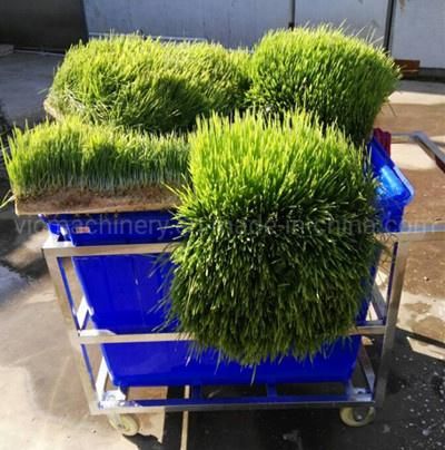 50kg/d Hydroponic Barley Fodder Gralic Growing Machine