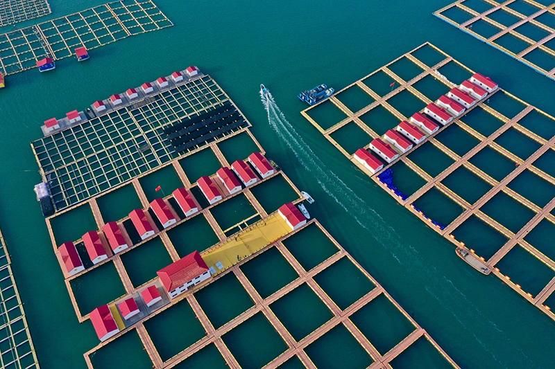 Deep Sea Floating Fish Cage Circular Farming Square Cage Net