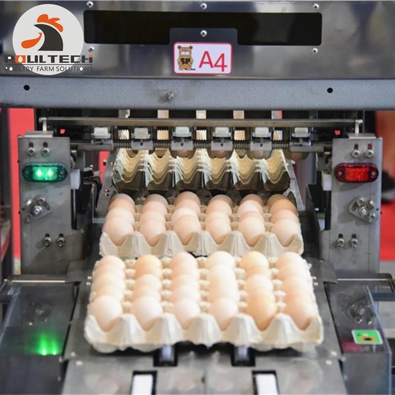 Chicken Egg Collection Packing & Grading Machine