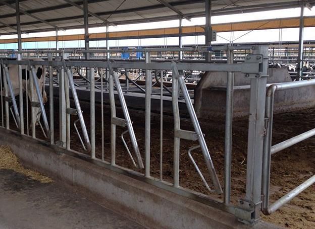 Factory Made Galvanized Cattle Headlock Stall