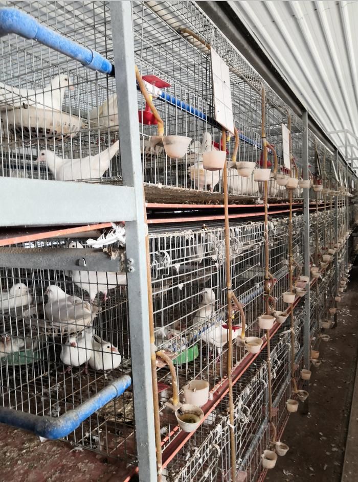 Poultry Equipment Pigeon Cage