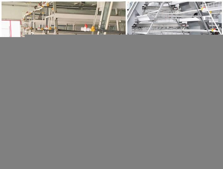 Layer Chicken Farm Poultry Cages