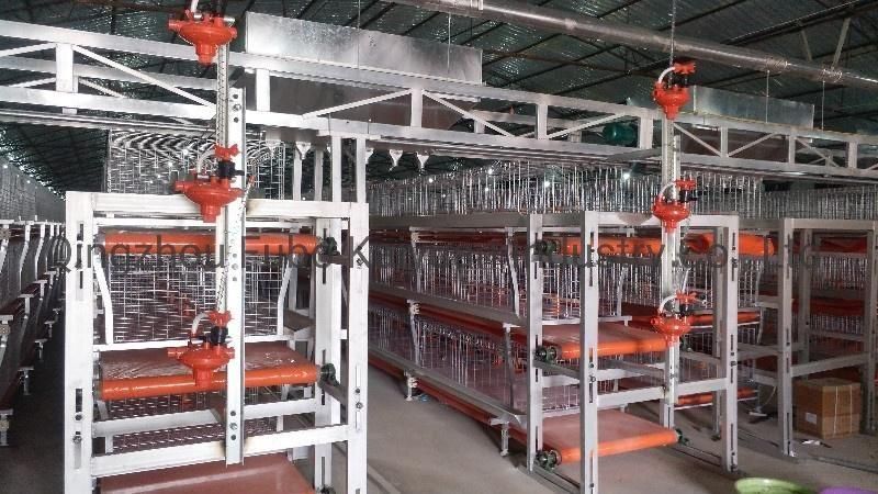 Automated Battery Cage System for Broiler/Chicken Layer/Egg Chicken