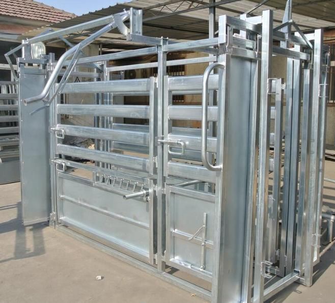 Hot DIP Galvanized Epidemic Prevention Hoof Trimming Weight Cattle Crush Cattle Squeeze