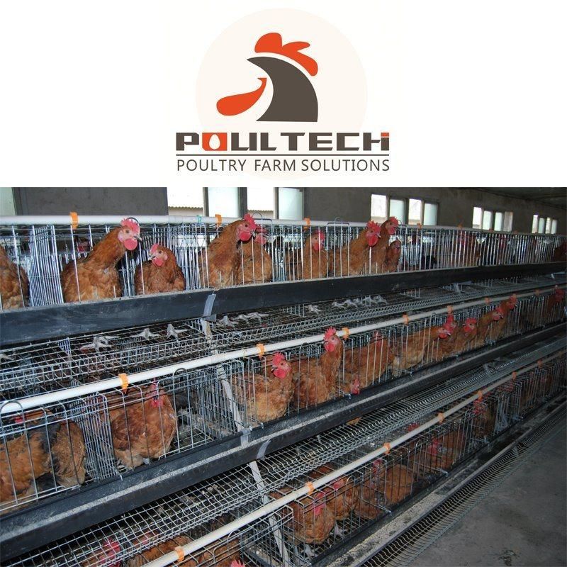 a Type Layer Cage Raising Equipment for 70000 Birds Layer Project
