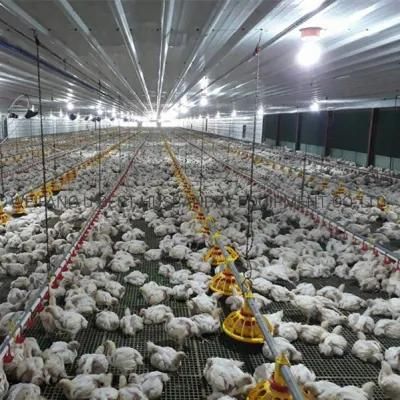 Automatic Chicken Farm Equipment for Feeding and Drinking Poultry Broiler