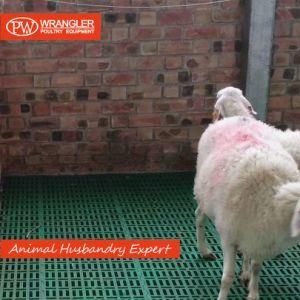 Plastic Slatted Flooring for Goat / Sheep/ Dairy &amp; Poultry