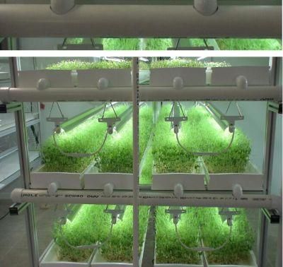 Indoor Hydroponic Microgreen Sprouting Fodder Tray System