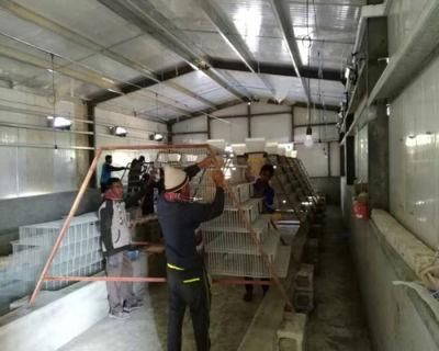 Qatar Farm-Automation Collection of Egg Quail Cage Equipment