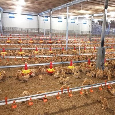 China Complete Set of Chicken House Poultry Farming Machinery Equipment