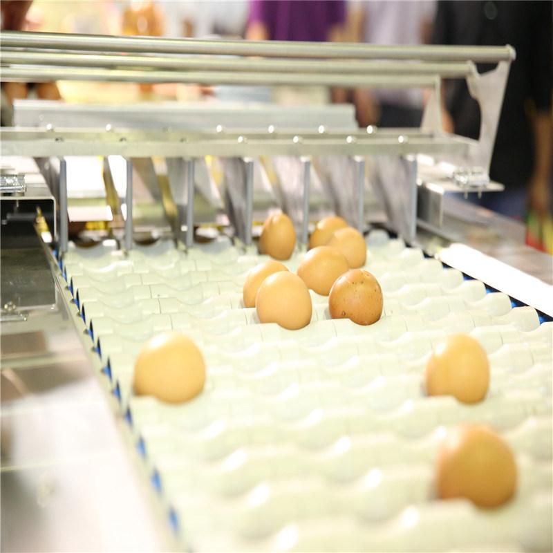 High Quality Automatic Egg Grading & Package Machine for Sale