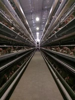 4 Tier H Type Layer Chicken Cage with Full Automatic System