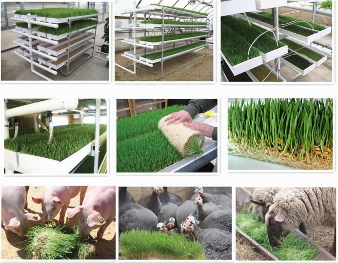 Commercial Greenhouse Vertical Hydroponic Growing Barley System Grass Fodder Tray
