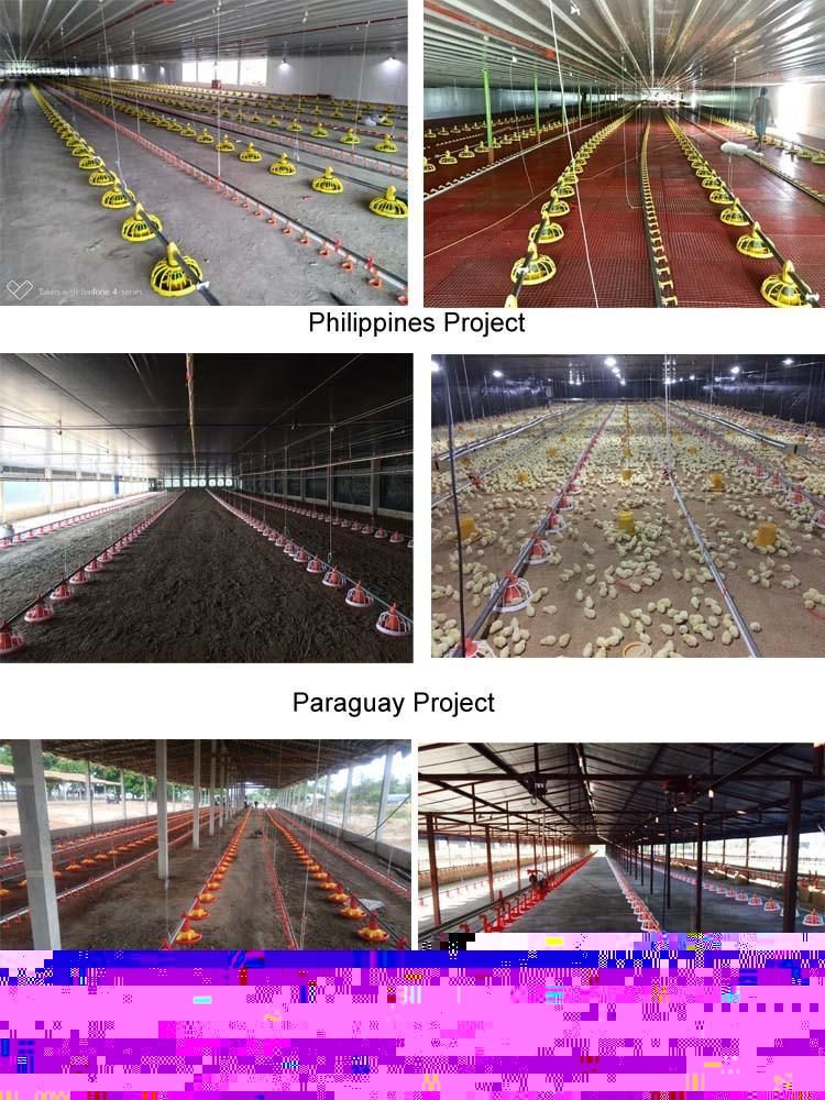 UAE Automatic Broiler Chicken Poultry Shed Equipment for Sale