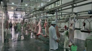 Lamb Abattoir Sheep Skinning Machine
