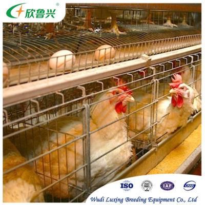 Chicken and Broiler Feeding System Use for Poultry Chicken Farm Equipment