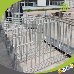 Easy-Installed Hot Sale Gestation Stall / Individual Stall for Sale