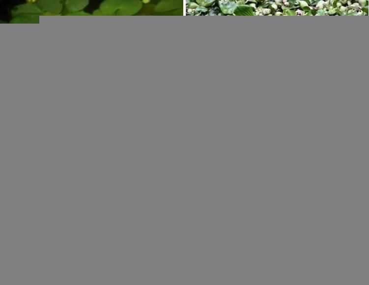Full Hydraulic Weed Cutting Boat River Garbage Collection Boat