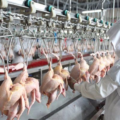 800bph Chicken Slaughterhouse Slaughtering Line Chicken Slaughtering Equipment for Saudi Arabia
