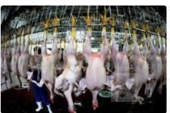 Slaugter Machine for Chicken