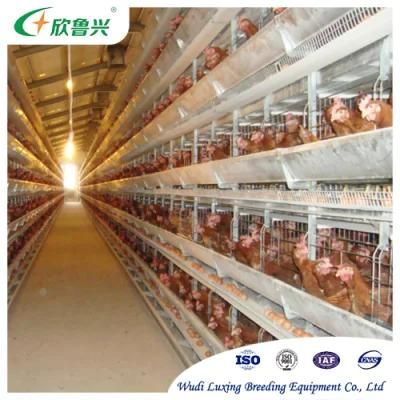 Automatic Poultry Breeding Equipments 192birds H Type Chicken Battery Cages for Laying Hens