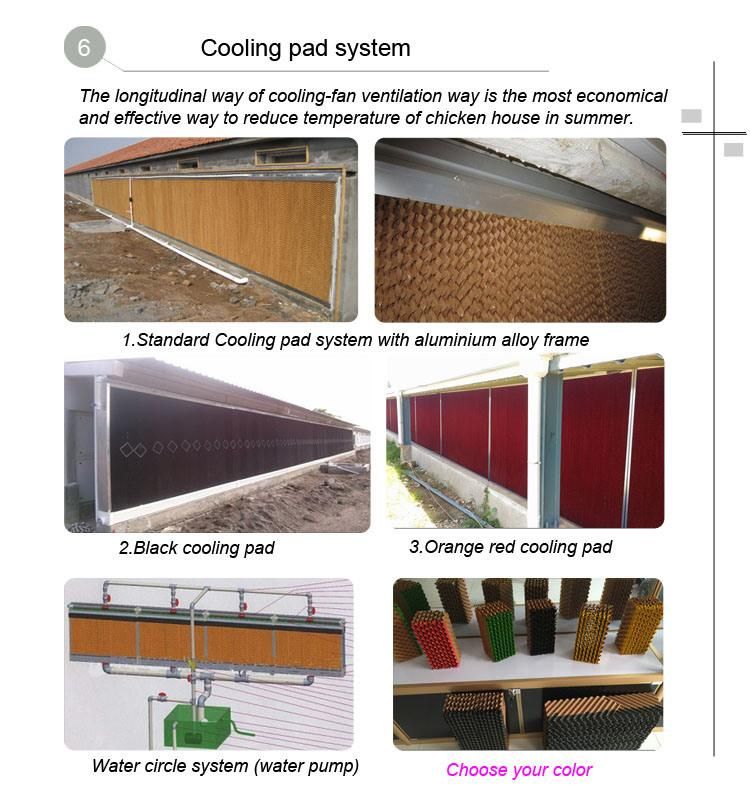 Automatic Equipment Poultry Raising System for Chicken Broiler