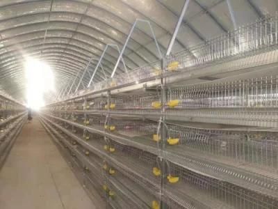Best Price Big Discount Poultry Farm Equipment Chicken Layer Cage Automatic Egg Collection System for Sale