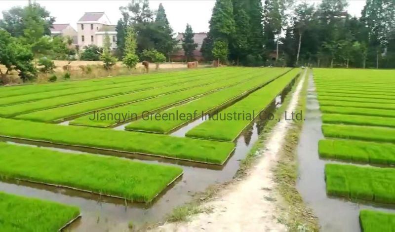 Seedlings Machine Farm Raising Rice Seedlings Machine Rice Paddy Nursery Seeder Rice Seeding Raiser Machine