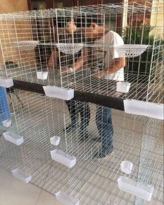 Best-Selling Breeding Pigeon Cage