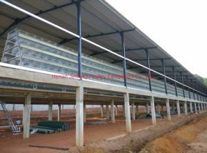 Poultry Farm Cages Equipment Egg Layer Cages