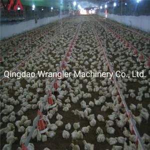 Automatic Poultry and Chicken Feeder Equipment for Poultry House