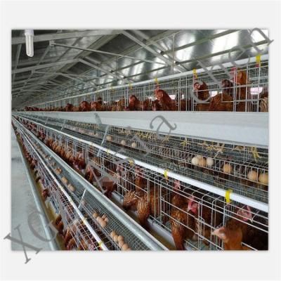 Layer Chicken Battery Cage Poultry Farming Equipment