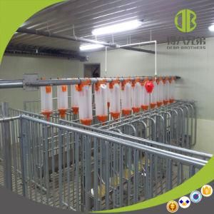 Efficent Chain Auto Used in Modern Pig Farm for Sale
