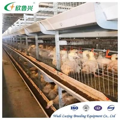 Chicken Feeding System Automatic Chicken Feeder for Poultry Farm Equipment