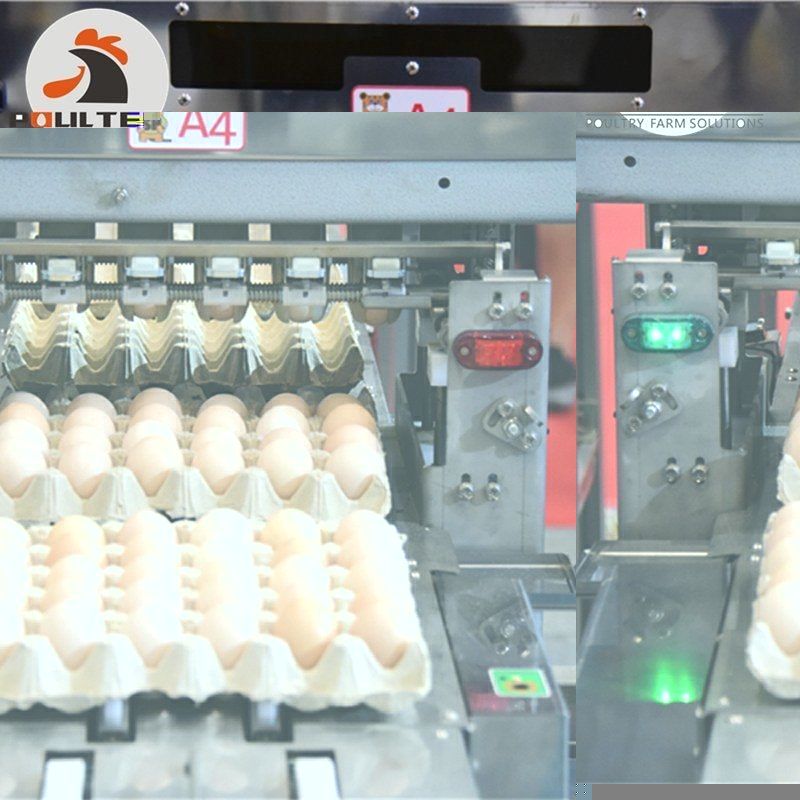 Automatic Chicken Egg Grading & Packing Machine for Poultry Farm