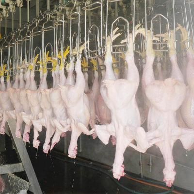 Raniche Slaughter Poultry Plant Slaughtering Slaughterhouse Chicken Abattoir