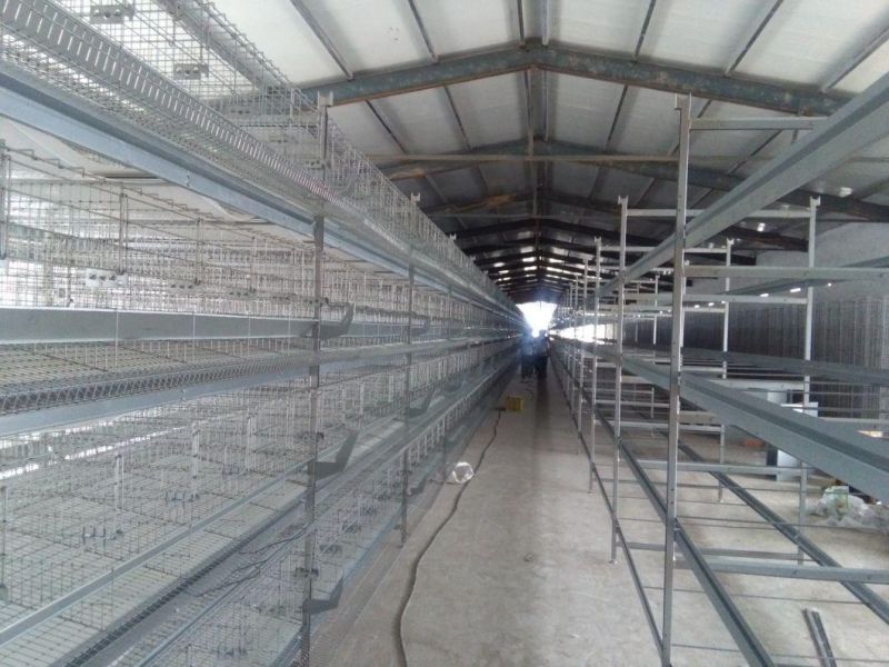 Steel Structure Chicken House with H Type Layer Cage