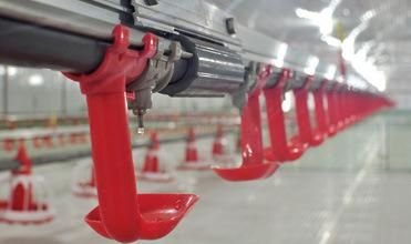 Promotion Price Poultry House Broiler Chicken Farming Equipment