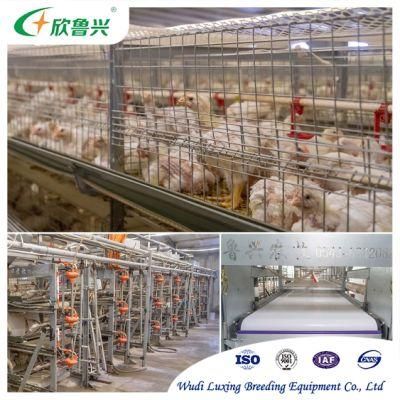 Automatic Broiler Battery Cage Equipment with Manure Cleaning Belt