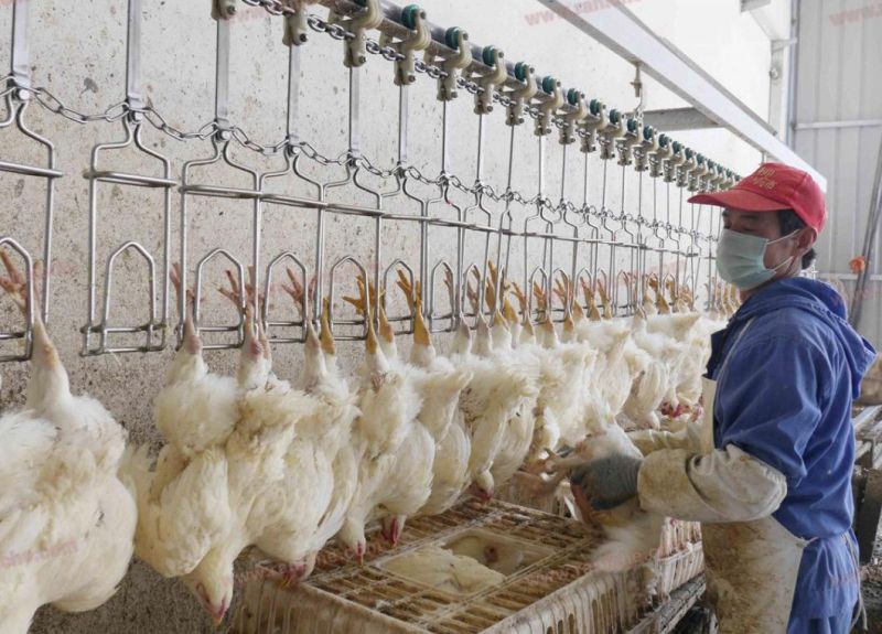 1000bph Halal Small Chicken Slaughterhouse Chicken Slaughtering Machine for Chicken Product Line