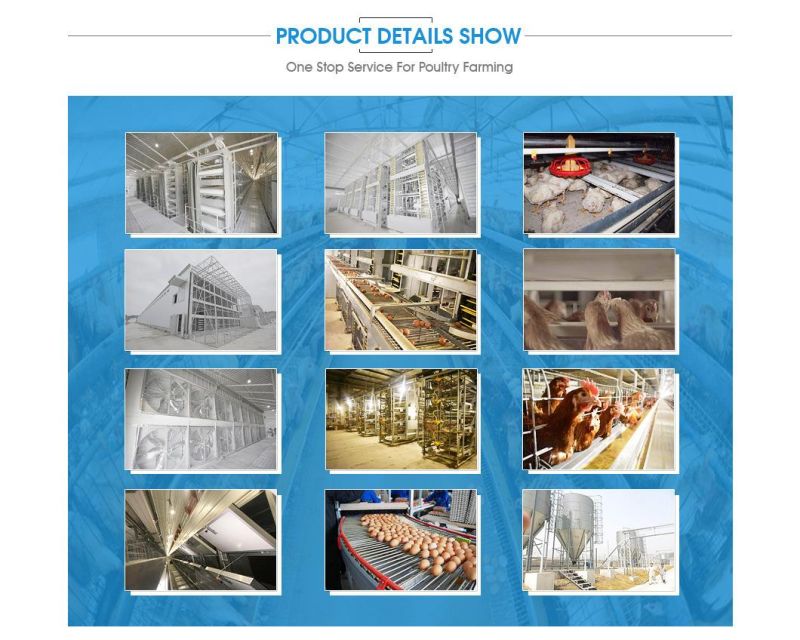 Lonfeng Poultry Farm Equipment for A Type of Layer Cage