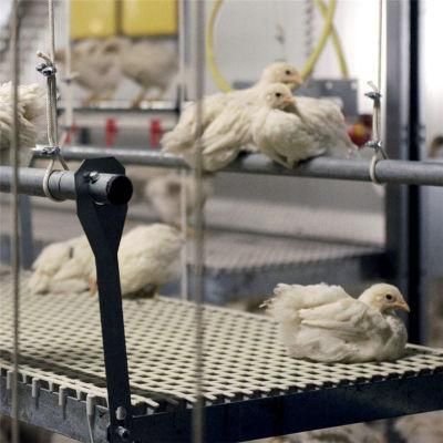 Easily Feeding Full-Automatic Quickly Built Steel Broilers Chicken Farm System