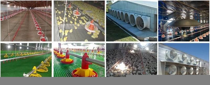 Automatic Poultry Feeder for Broiler and Breeder
