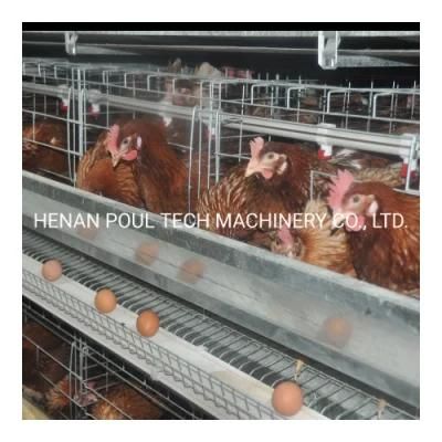 Modern Design Automatic Poultry Farming House a Type Battery Cage Chicken Farm Cage