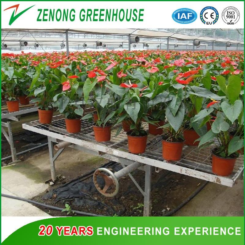 Seeding Nursery Equipment/Movable Bench Facility for Green House Seeding Cultivation