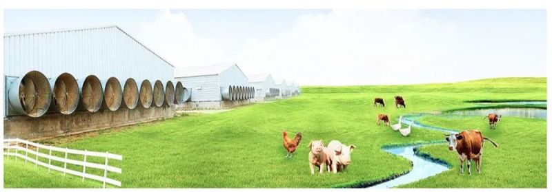 H Type Animal Cages Broiler Battery Poultry Farming Equipments Chicken Breeder Cage