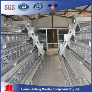 Henan Jinfeng Factory Quality a Type Layer Poultry Animal Cages