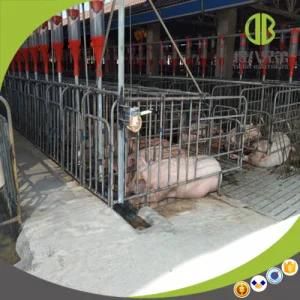 Pig Farm Using High Quality Hot DIP Galvanized Gestation Stalls