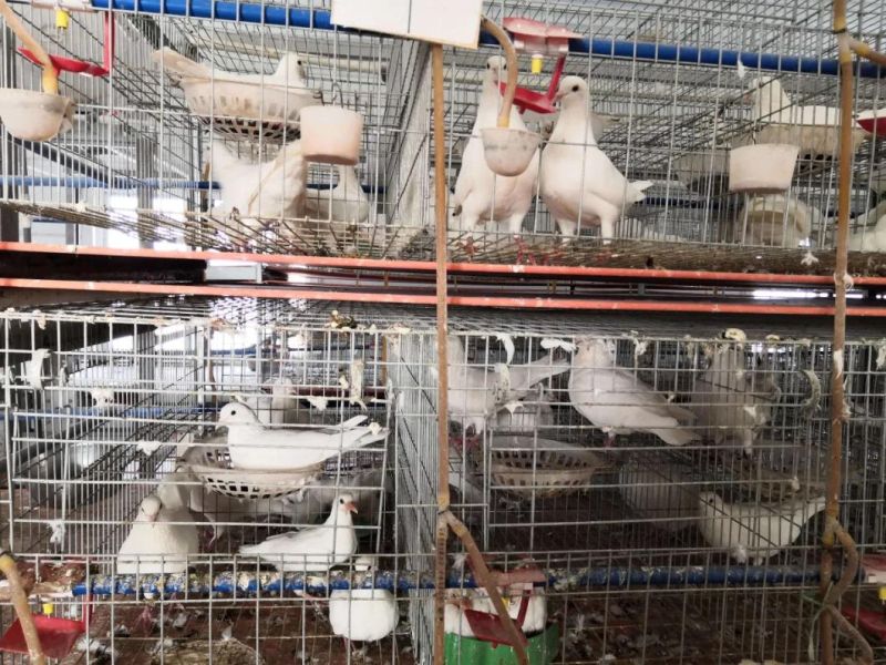 Selling Sections of Free-Range Pigeon Equipment